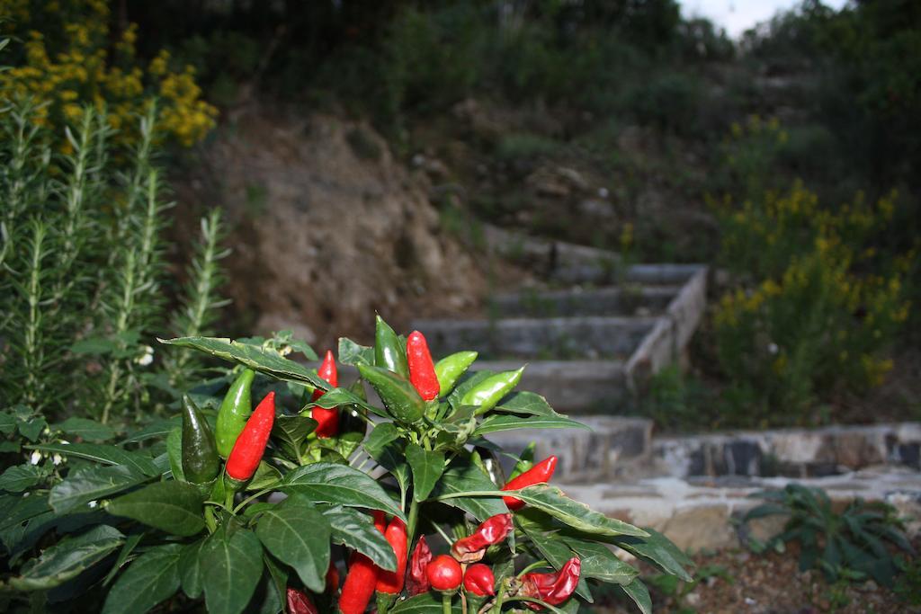 Serra D'elci Ascea